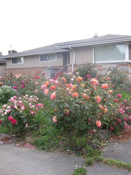 An insurrection of rosebushes in Seattle are a break from the usual visual order of residential gardens. 