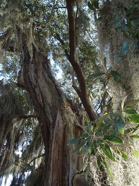 Spanish moss on a tree in historic Charleston. Photograph by Mari Monteiro. 