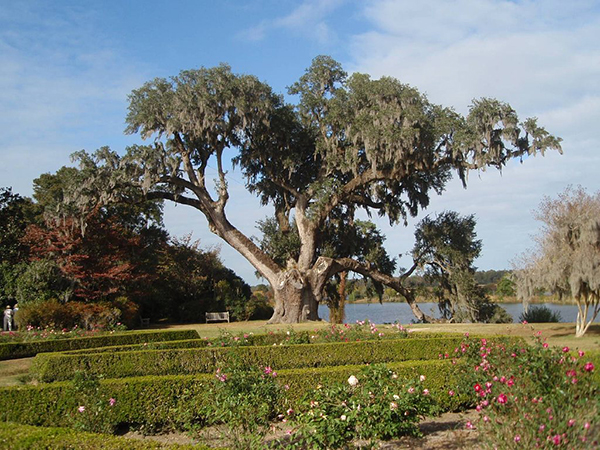 China and Tea roses in front of the Middleton Oak, Middleton Place. Photograph by Mari Monteiro.