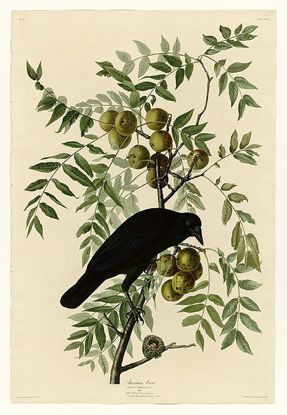 American Crow, Plate 156 of John James Audubon's Birds of America, rare book, 1827-1838. Image courtesy of Wikipedia Commons. 