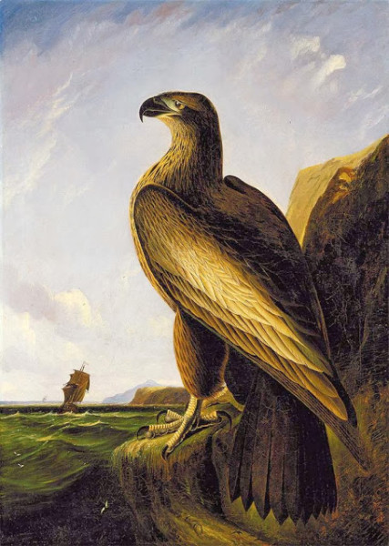 Washington Sea Eagle, John James Audubon, oil on canvas, ca. 1836-1839. Image courtesy of Artstor. 