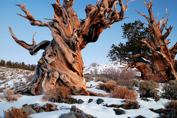 Ancient Bristlecone Pines. Image courtesy of Wikimedia Commons; photograph by Rick Goldwaser. 