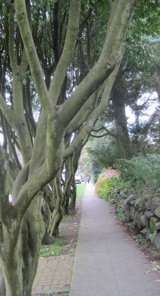 A quartet of trees near Ravenna Park, Seattle. Image by the author. 