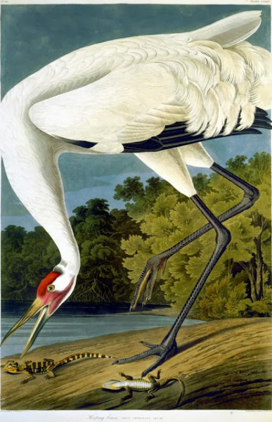 Hooping Crane, Plate 226 of John James Audubon's Birds of America, rare book, 1827-1838. Image courtesy of Wikipedia Commons. 