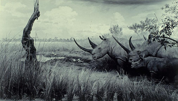 Hiroshi Sugimoto's 1980 photograph White Rhinoceros. Image courtesy of Artstor. 