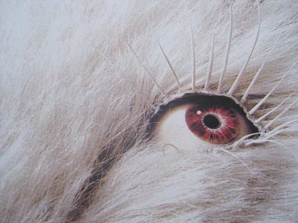 The eye and lashes of an albino boar trophy at Le Musée de la Chasse et de la Nature. Image by the author. 